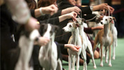 Enter a Dog Show