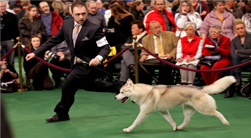 Jack Bradshaw Dog Shows